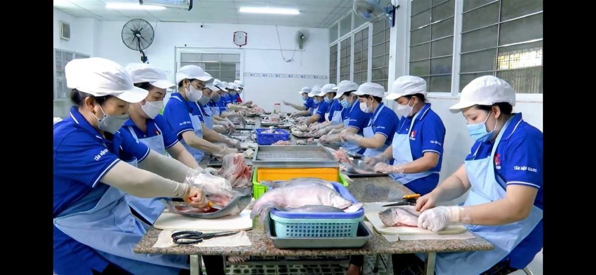 Công nhân xưởng Tân Hậu Giang mặc đồng phục xanh sơ chế cá thát lát